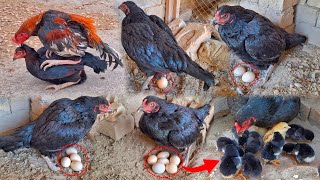 Black Hen 5 laying eggs  Hen 5 chicks hatched  Beautiful and colorful chicks came out  Hen Baby [upl. by Llehcal]