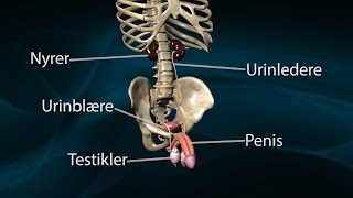 quotHvad er prostatakræftquot PROPA film 1 [upl. by Hemetaf]