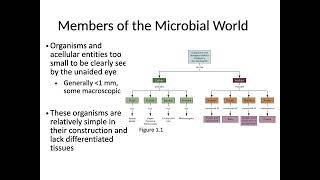 Micro Intro [upl. by Ahsiekel]