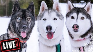 Surprise Live the Huskies Snow Dogs Vlogs Hangout Live With the Siberian Huskies [upl. by Merell]