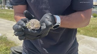 Whitestown firefighters rescue bunny [upl. by Werdnael915]