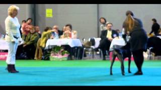 DuoCACIB Brno 522012  Junior handling [upl. by Maidel]