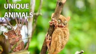 Unique Animals You Wont Believe Existtrending birds frog nature wildlifetravelbirds tarsier [upl. by Eenwat]