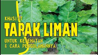 KHASIAT LUAR BIASA TAPAK LIMAN UNTUK KESEHATAN DAN CARA PENGOLAHANNYA [upl. by Ducan]