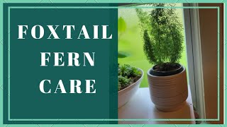 Foxtail Fern  Basic Care  aka The Asparagus Fern [upl. by Attinahs]