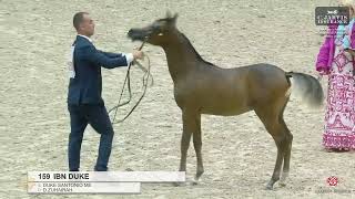 Sharjah A H Festival 2024 UAE BRED Class 7A [upl. by Nahamas]