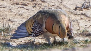 The Pintailed Sandgrouse courtship display Pterocles alchata  קטה חדת זנב במופע ראווה קצר [upl. by Macmahon]