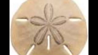 Stavesacre  Sand Dollar [upl. by Fifine]