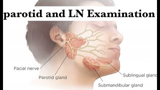 parotid gland and neck LN examination by ASM Minds Team [upl. by Mcintosh237]