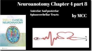 Neuroanatomy chapter 4Anterior Spinocerebellar TractPost Spinocerebellar TractLat Ascending Tract [upl. by Alfonzo]