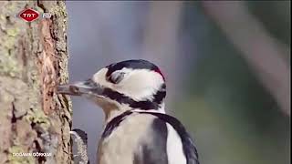 Slow motion Woodpecker [upl. by Alleuqahs]