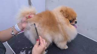 quotCUTESTquot POMERANIAN EVER AMAZING SCISSORS WORK 🐶❤️ DOG GROOMING [upl. by Amabil]