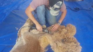 Alpaca shearing at Pacabella [upl. by Solegna870]