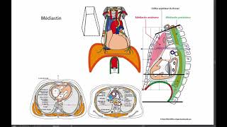 Organisation du médiastin [upl. by Maillw]