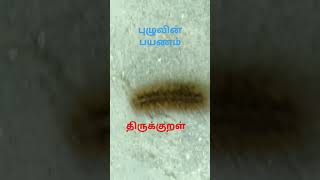 புழுவின் பயணம் திருக்குறள் thirukkural [upl. by Landis89]