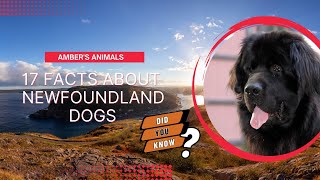 17 Facts About Newfoundland Dogs [upl. by Eibba]