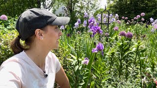 Interplanting Lilies Saponaria and Nigella  Bearded Iris Tour [upl. by Kristof]