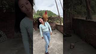 A big rooster that can understand human language a famous rooster on the Internet a fighter am [upl. by Rauscher]