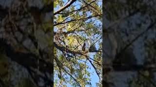 COCHISE 💘 🪶 redtailedhawk SQUIRREL HAWKING [upl. by Luisa624]