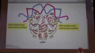 49 Kevin Aherns Biochemistry  Gene Expression in Prokaryotes [upl. by Rundgren372]