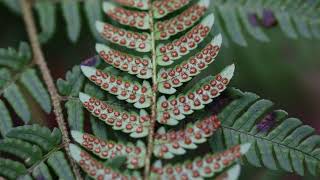 산족제비고사리Mountain buckler fern [upl. by Vaish352]