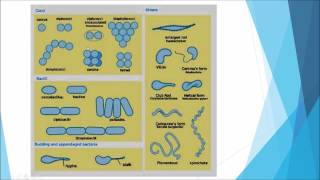 Microbiology Taxonomy [upl. by Conrade723]