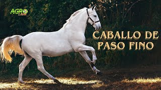 CABALLO DE PASO FINO Cuidados y Preparación [upl. by Naek]