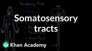 Somatosensory tracts  Organ Systems  MCAT  Khan Academy [upl. by Aiyotal943]