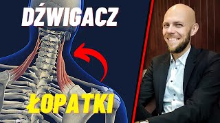 Mięsień dźwigacz łopatki  anatomia objawy przyczyny i autoterapia [upl. by Wickman455]