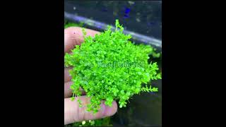 easy to care plantfor aquarium [upl. by Ian]