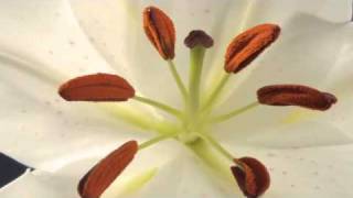 Lily flower with ripening stamens time lapse [upl. by Enelehcim]