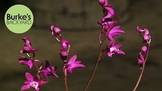 Burkes Backyard Australian Native Orchids [upl. by Terbecki]