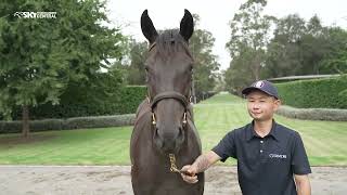 COOLMORE Stud  2024 INGLIS EASTER YEARLING SALE PREVIEW [upl. by Araz]