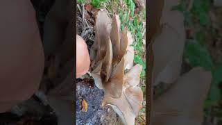 Seta de ostreatus shorts mushroom hongos setas niscalos boletus [upl. by Christine]