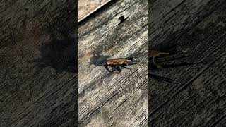 Stonefly fishingfly [upl. by Tish669]