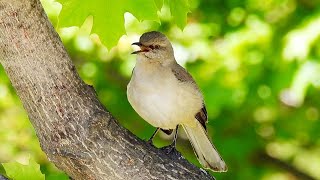 Northern Mockingbird Best Mimic around New York City Singing beautiful Medley Songs [upl. by Gnok]