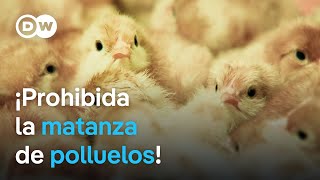 ¿Qué consecuencias tiene la prohibición de sacrificar polluelos en Alemania  DW Documental [upl. by Freddi437]