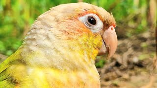 Yellow sided conure  I hope today is a good day for you  conure sounds  happy bird sounds [upl. by Haskins]