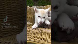 Papà dispettoso 😂😂❤❤ cani dog animali animals cuccioli siberianhusky [upl. by Lais]