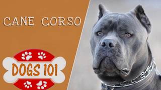 Dogs 101  Cane Corso  Top Dog Facts About the Cane Corso [upl. by Inama]