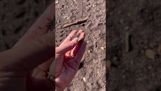 Trailside GEOLOGY in the desert ￼￼ geologypage geology hiking outdoors [upl. by Enyahc]