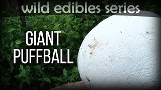 Giant Puffball  Wild Edibles Series [upl. by Ronoc]