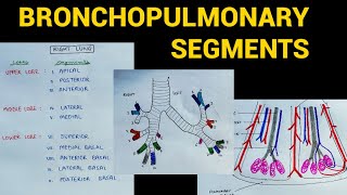 Bronchopulmonary Segments  Lungs Anatomy  EOMS [upl. by Amar960]