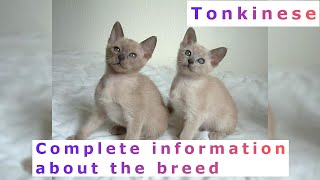 Tonkinese Pros and Cons Price How to choose Facts Care History [upl. by Adidnac]