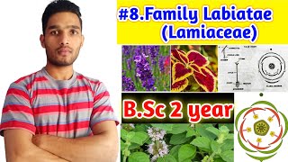 Family Lamiaceae or LabiataeFloral charactersFloral formula and Economic importance BSc 2year [upl. by Zasuwa]