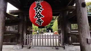 JAPAN KAMAKURA HASEDERA TEMPLE [upl. by Rolyab]