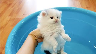 Kitten enjoys first bath [upl. by Lotte625]