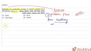 Raphides are needlelike crystals of calcium oxalate which are specially found in [upl. by Forland295]