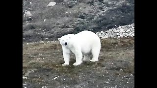 Arctic Cruise Svalbards Fauna and Flora [upl. by Ecikram]