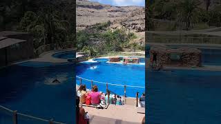 Palmitos Park dolphins show shorts [upl. by Arhez]